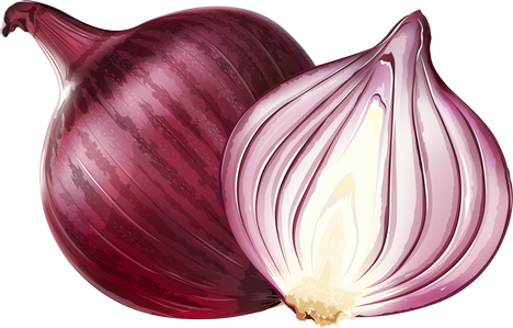 red onion illustration 2