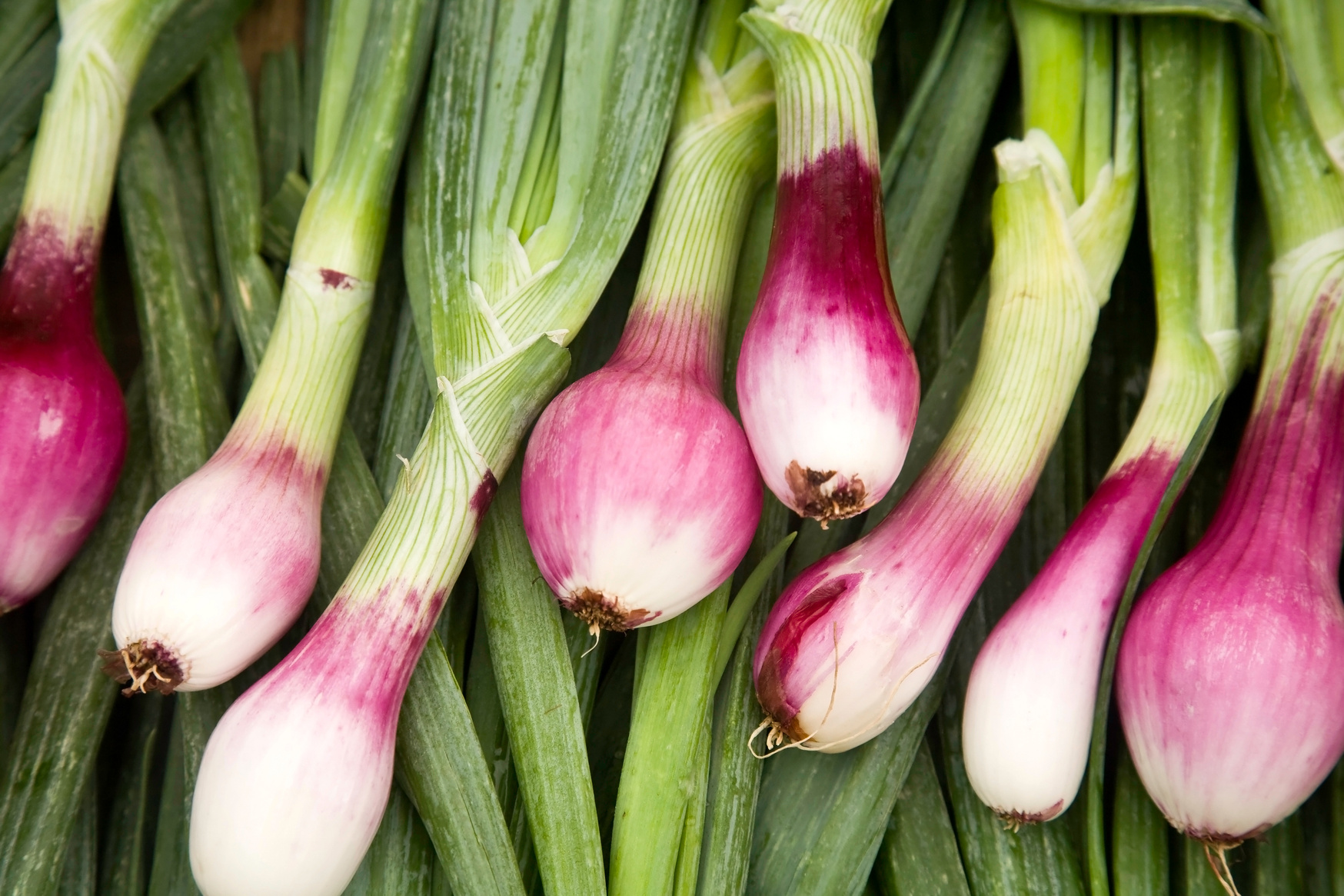 Spring Onions
