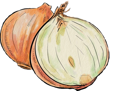 Onion watercolor