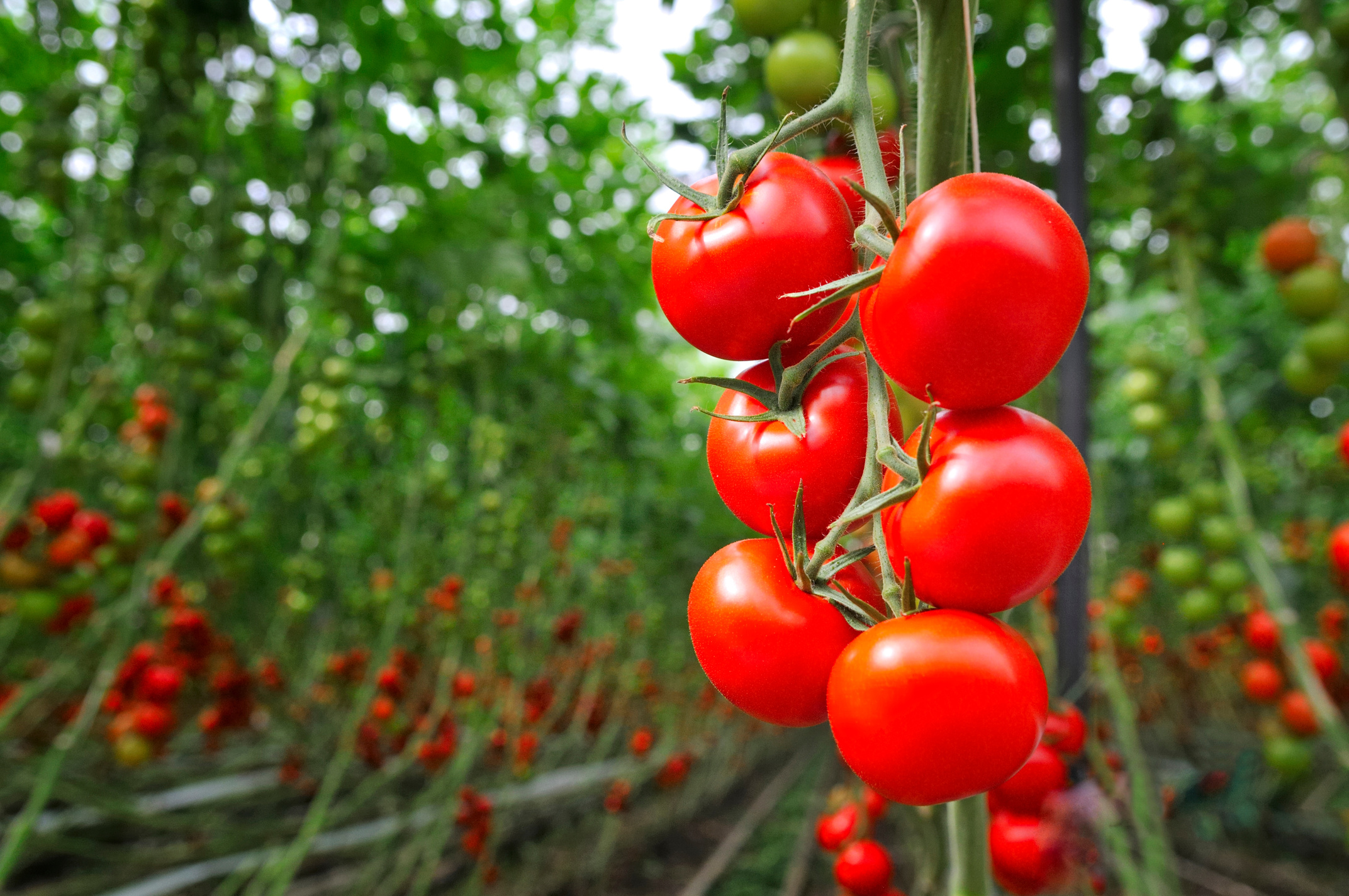 Tomato Greenhouse