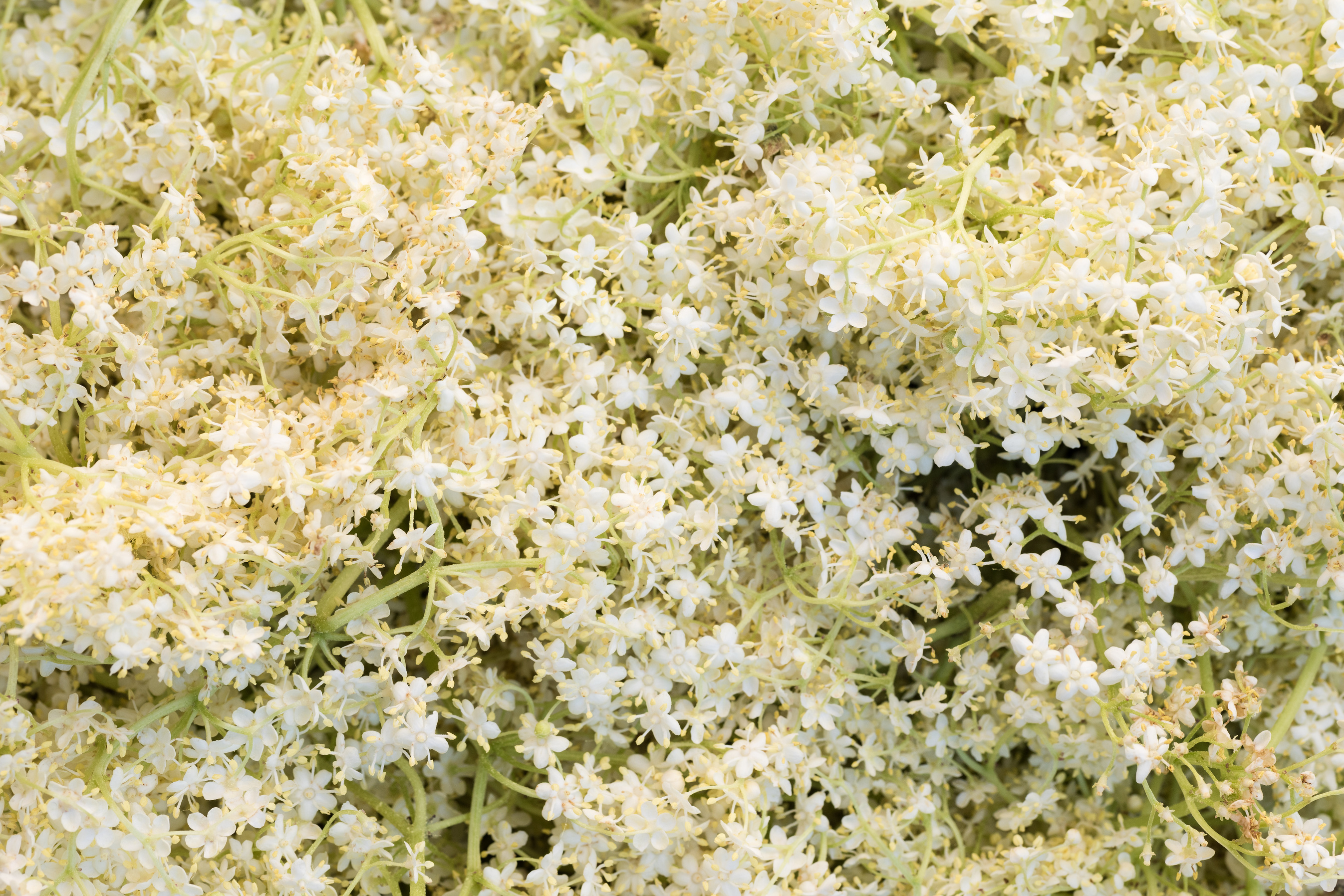 Elderflower background